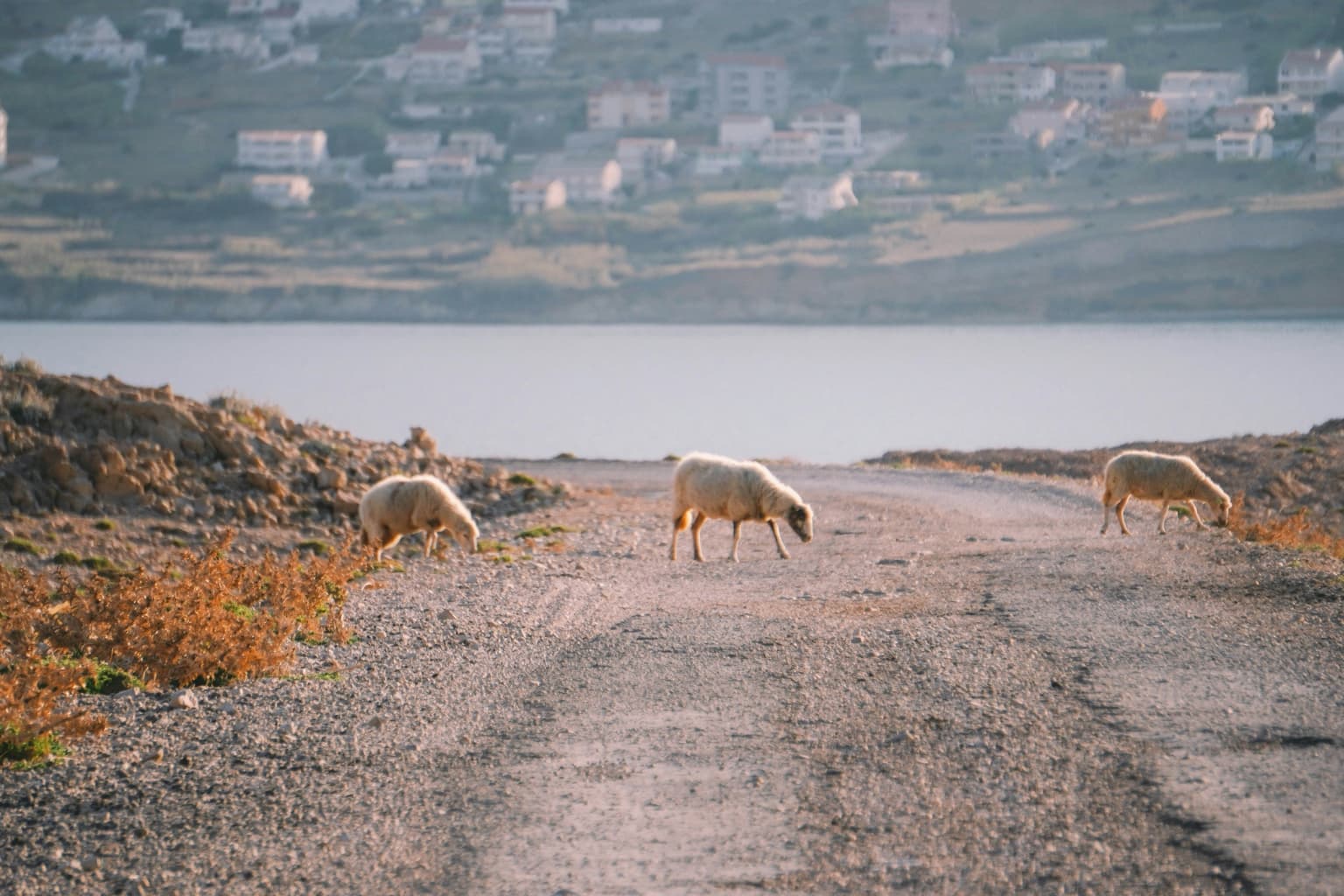 Sheep grazing across a rough road on the island of Pag
